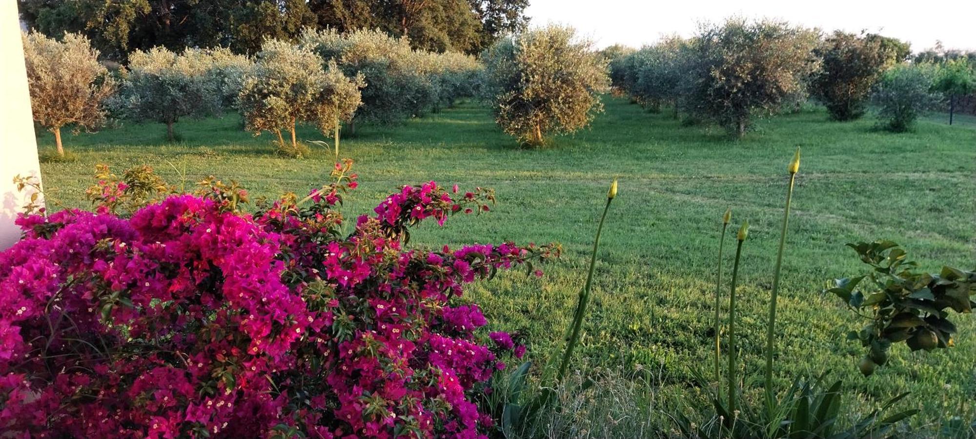Vila Dubravka - Schoen Und Komfortabel Inmitten Von Olivenbaeumen Und Weinbergen Mit Whirlpool Valtura Zewnętrze zdjęcie