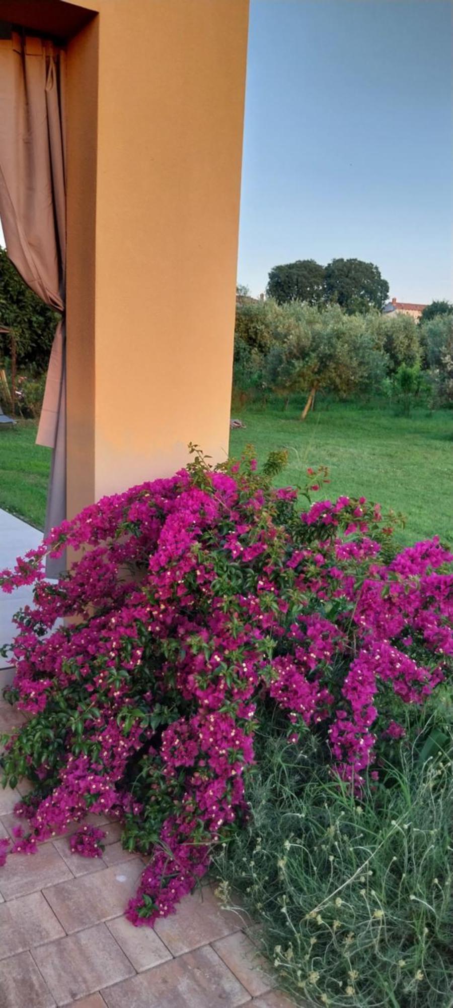 Vila Dubravka - Schoen Und Komfortabel Inmitten Von Olivenbaeumen Und Weinbergen Mit Whirlpool Valtura Zewnętrze zdjęcie