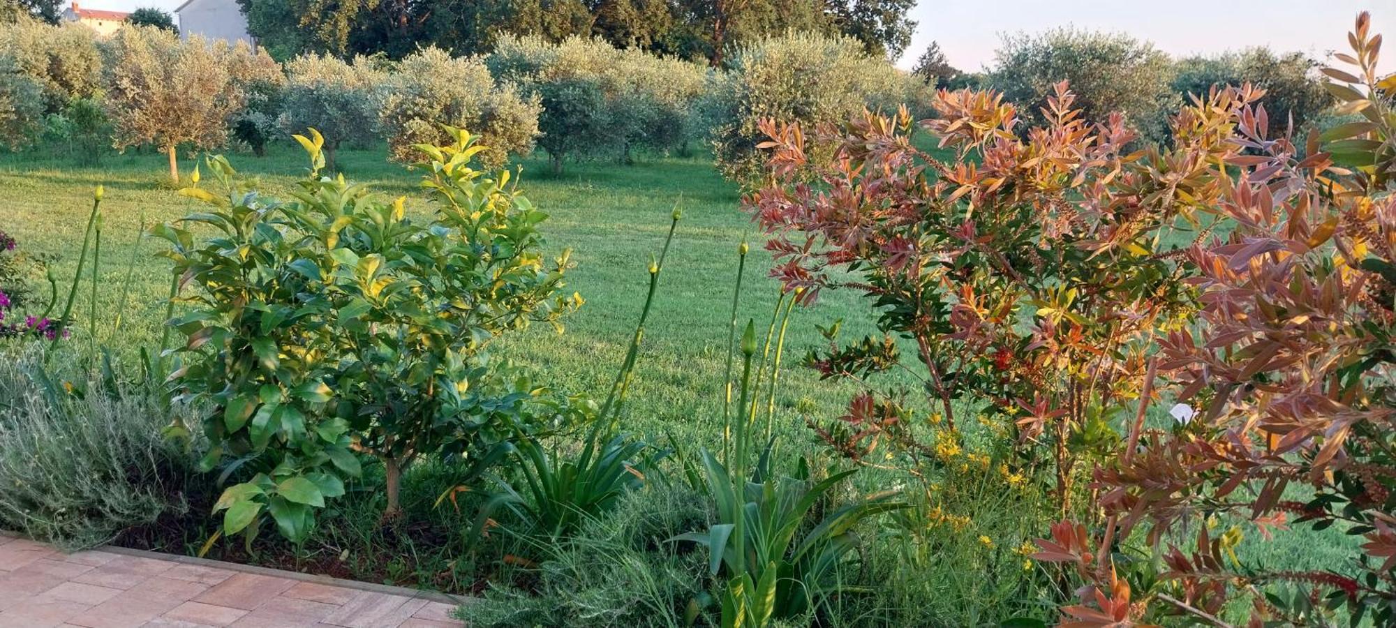 Vila Dubravka - Schoen Und Komfortabel Inmitten Von Olivenbaeumen Und Weinbergen Mit Whirlpool Valtura Zewnętrze zdjęcie